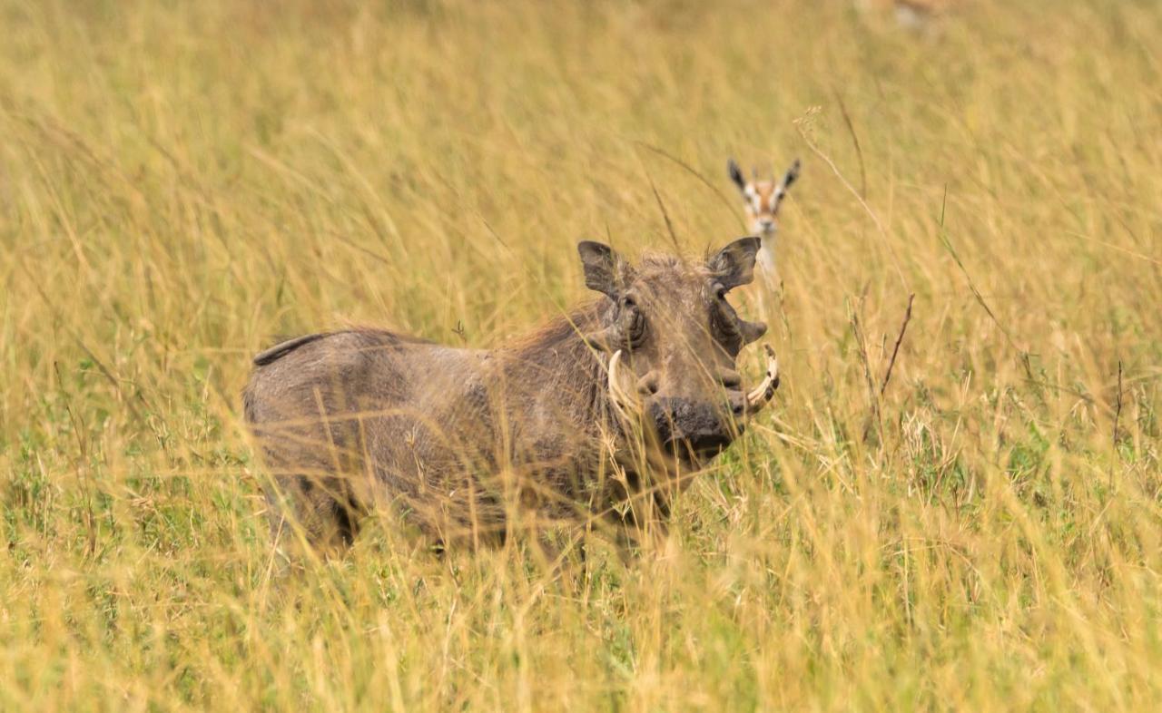 Ngorongoro Lodge Member Of Melia Collection - The Leading Hotels Of The World Eksteriør bilde