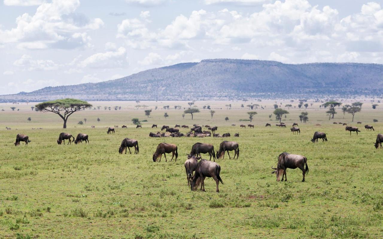 Ngorongoro Lodge Member Of Melia Collection - The Leading Hotels Of The World Eksteriør bilde