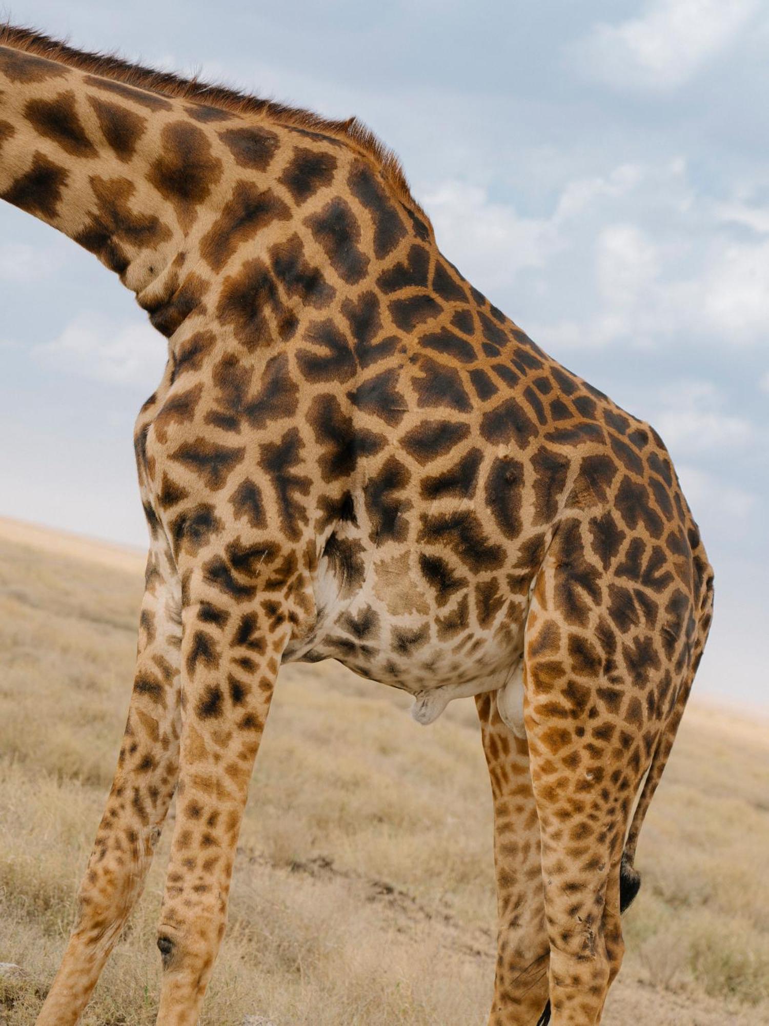 Ngorongoro Lodge Member Of Melia Collection - The Leading Hotels Of The World Eksteriør bilde