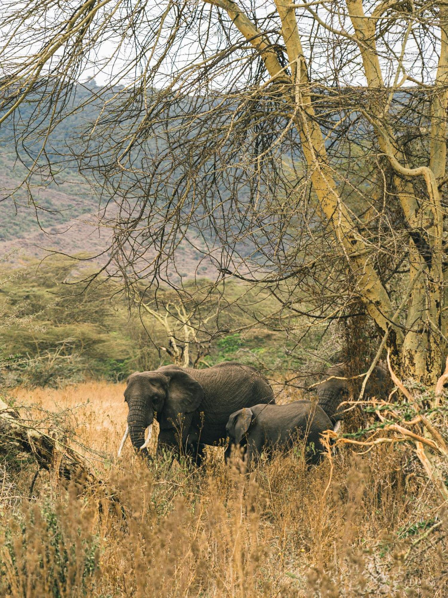 Ngorongoro Lodge Member Of Melia Collection - The Leading Hotels Of The World Eksteriør bilde