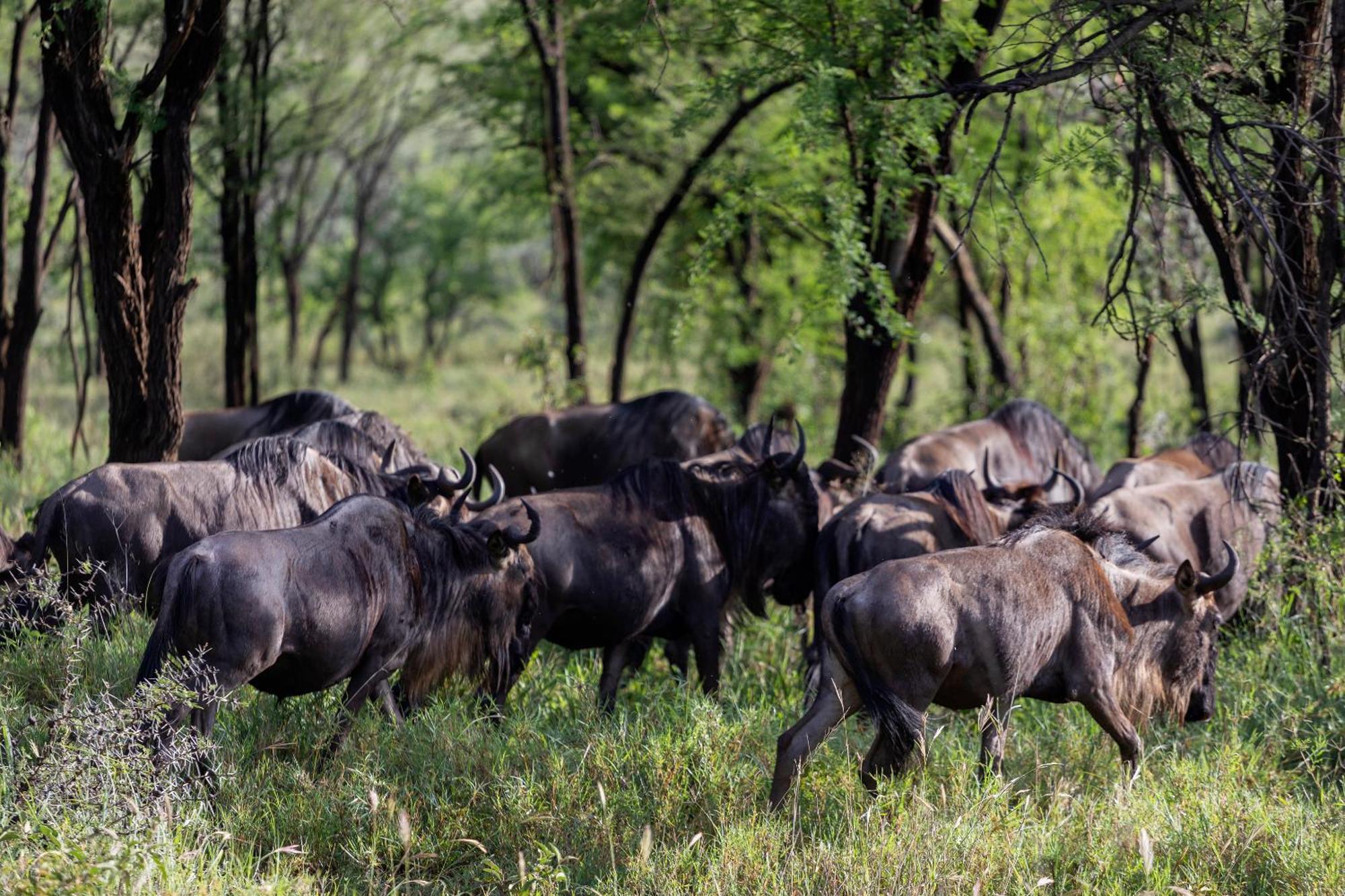 Ngorongoro Lodge Member Of Melia Collection - The Leading Hotels Of The World Eksteriør bilde
