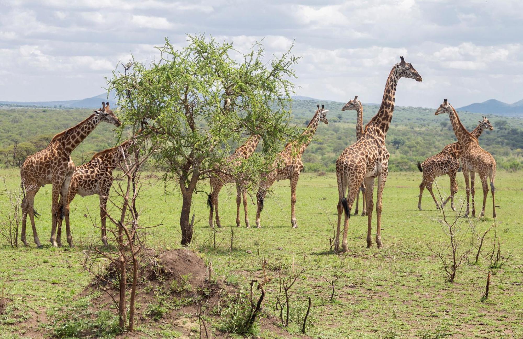 Ngorongoro Lodge Member Of Melia Collection - The Leading Hotels Of The World Eksteriør bilde
